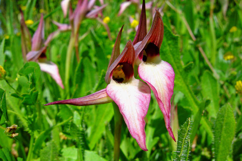 Orchidee del Chianti - Ophrys sphegodes e altre...